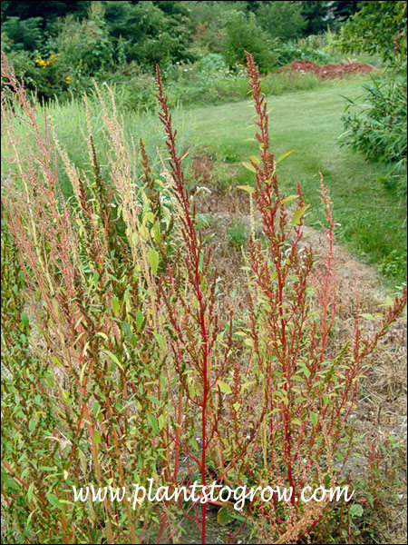 Red Sorrel (Rumex acetosella)
the raceme